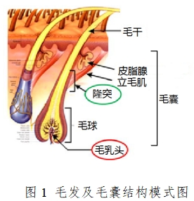 半導(dǎo)體激光脫毛機(jī)注冊(cè)技術(shù)審查指導(dǎo)原則（2020年第15號(hào)）(圖1)