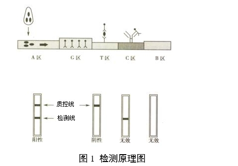 人絨毛膜促性腺激素檢測(cè)試劑（膠體金免疫層析法）注冊(cè)審查指導(dǎo)原則（2024年修訂版）（2024年第21號(hào)）(圖1)