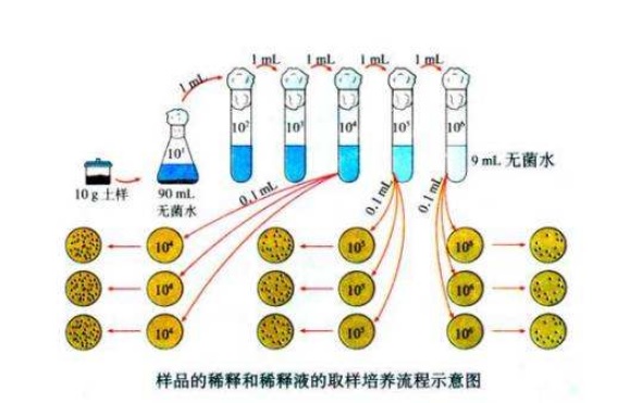 什么是微生物梯度稀釋？微生物梯度稀釋計算公式(圖1)