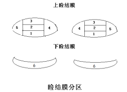 接觸鏡護(hù)理產(chǎn)品注冊技術(shù)審查指導(dǎo)原則（食藥監(jiān)辦械函[2011]116號(hào)）(圖2)