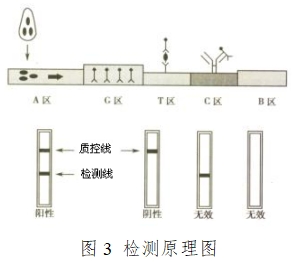 人絨毛膜促性腺激素檢測試劑（膠體金免疫層析法）注冊技術(shù)審查指導(dǎo)原則（2016年修訂版）（2016年第28號）(圖9)